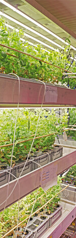 In dem Container der Hochschule Weihenstephan-Triesdorf wachsen auf mehreren Etagen unter anderem Erbsen. Die Schläuche sind für Forschungszwecke und würden in einer normalen Vertical Farm-Anlage nicht zu finden sein.