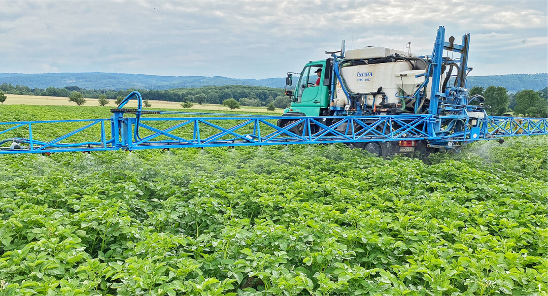 Resistente Sorten könnten den Kupferbedarf im Kartoffelanbau reduzieren.