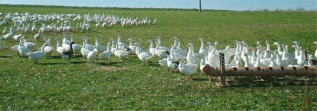 Gänse sind gute Weidetiere, nutzen den Aufwuchs aber nur selektiv und verbeißen tief.