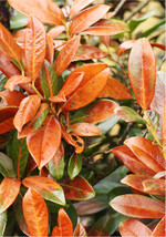 Braun statt immergrün: Die Blätter dieses Kirschlorbeers sind durch Frostkälte zu Schaden gekommen.