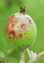 Gerade sommerliche Hagelschauer können Früchte massiv schädigen.