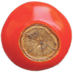 Die Blütenendfäule bei Tomaten wird oft durch einen gestörten Nährstofftransport zu den Früchten hervorgerufen.