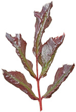 Die Blätter dieser Rose sind durch einen Kälteschaden gekennzeichnet.