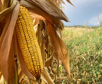 Deutschlands Krnermaisertrge fallen dieses Jahr im Schnitt unter die Marke von 100 Dezitonnen pro Hektar. 