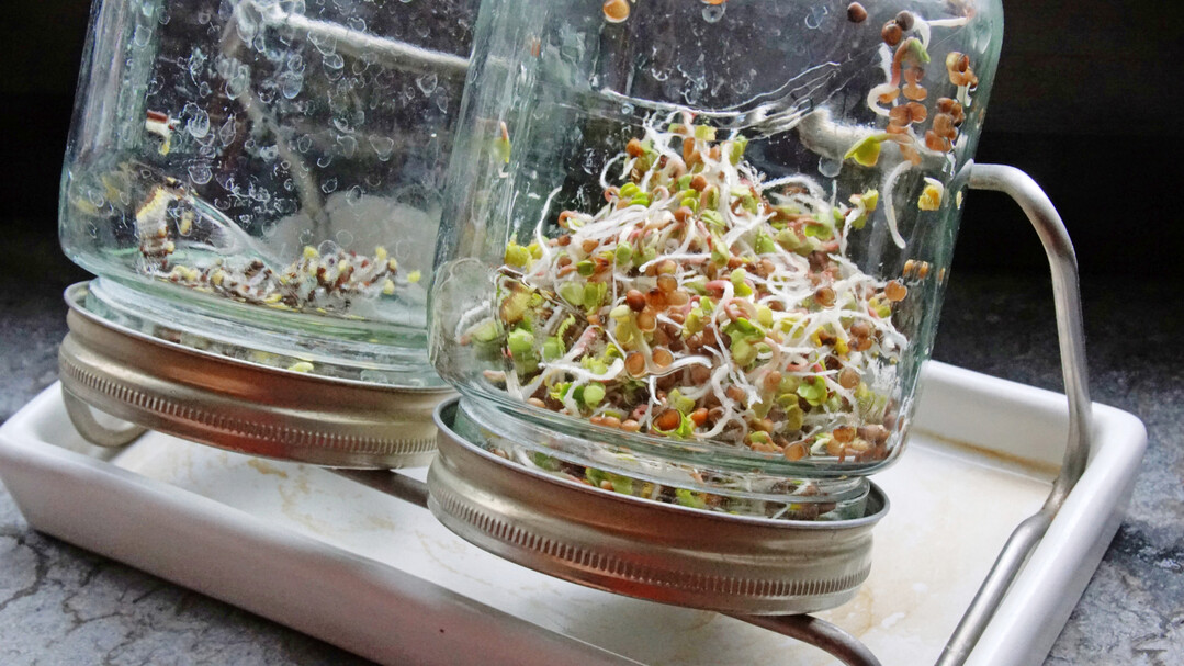 Keimsprossen bereichern im Winter den Speiseplan. Ihre Anzucht gelingt in speziellen Glsern, deren Deckel aus einem Sieb bestehen, durch das berschssiges Wasser abtropfen kann. Denn die Sprossen drfen zwar nicht austrocknen, knnen bei zu viel Feuchte aber auch verderben. Hier zu sehen: Nach sechs Tagen sind die Radiessprossen erntereif, die Rbstielsprossen brauchen ein paar Tage mehr.