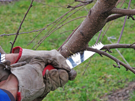 Statt immer gleich zur Säge oder Schere zu greifen, lassen sich Triebe auch mit verschiedenen Methoden formieren, etwa durch Einkerben, Hochbinden oder Flachstellen.
