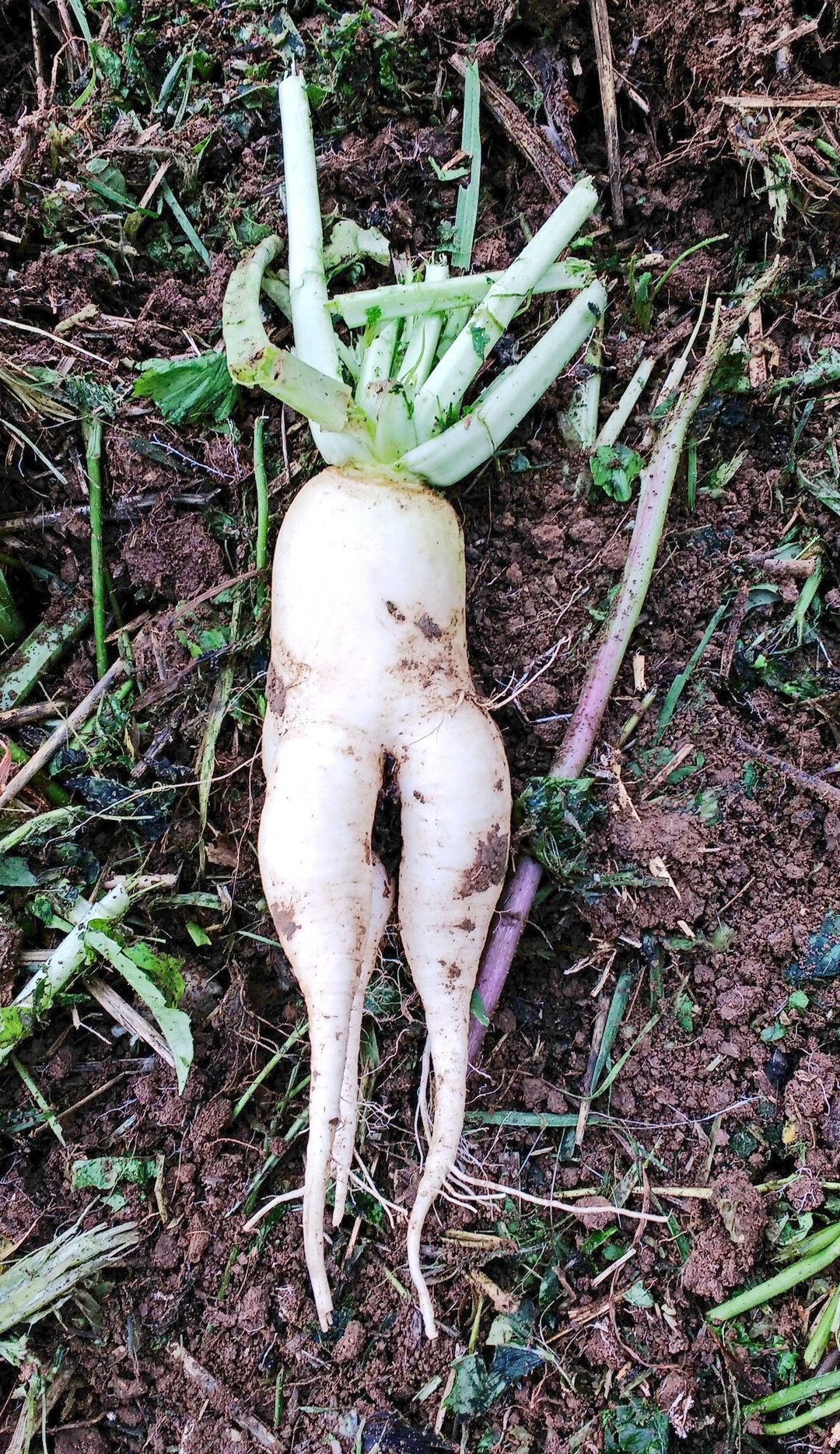 Zur Einschtzung der Bodenstruktur ist das (Wurzel-)Wachstum von Zwischenfrchten ein wertvoller Indikator.