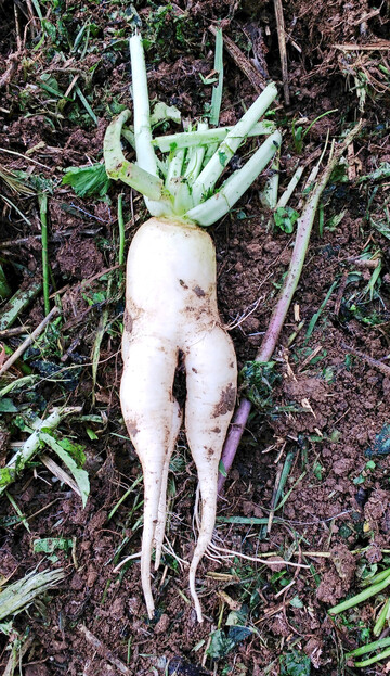Zur Einschätzung der Bodenstruktur ist das (Wurzel-)Wachstum von Zwischenfrüchten ein wertvoller Indikator.