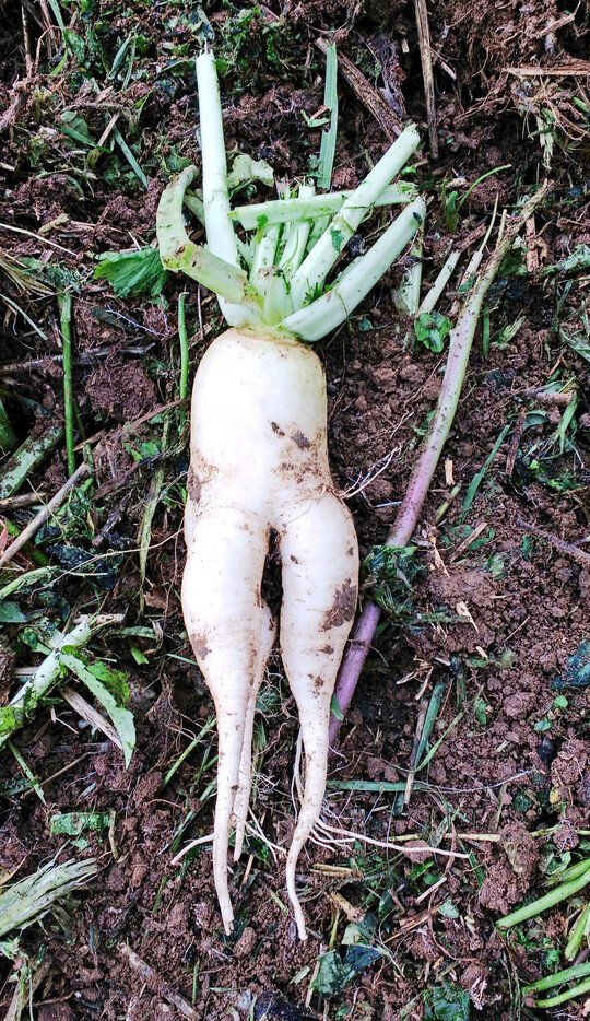 Zur Einschtzung der Bodenstruktur ist das (Wurzel-)Wachstum von Zwischenfrchten ein wertvoller Indikator.