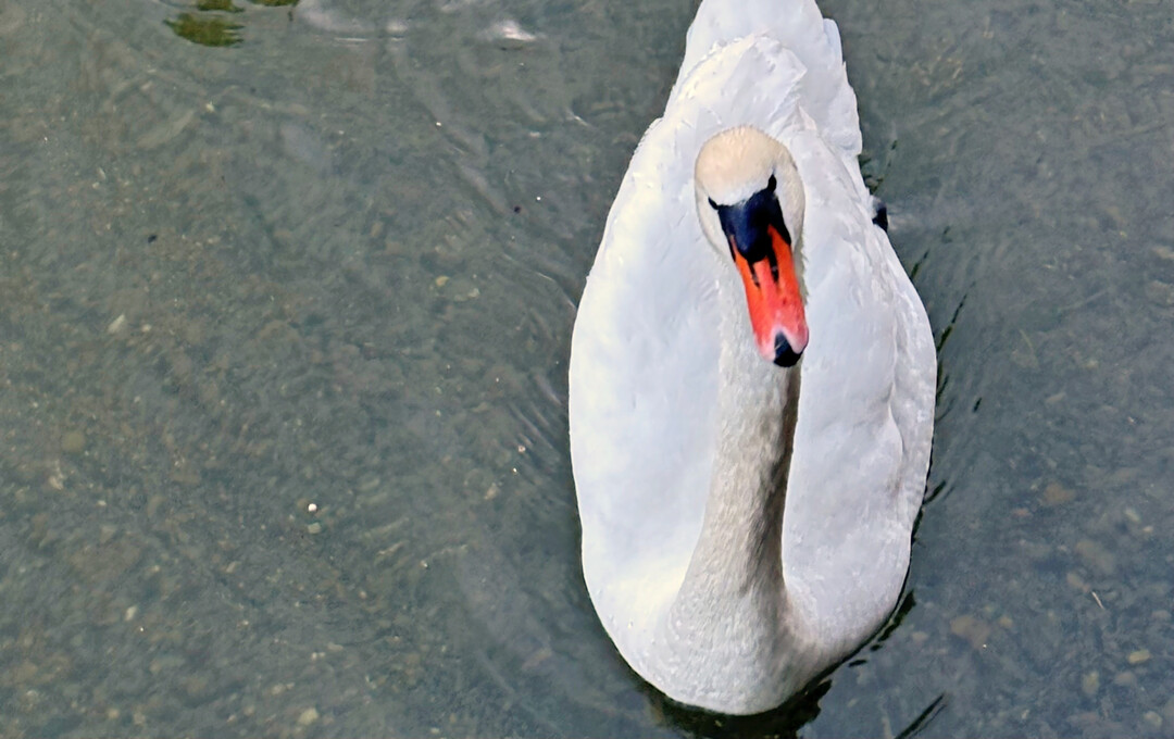 Bei einem verendeten Hckerschwan in Unteruhldingen im Bodenseekreis sind Erreger der Vogelgrippe festgestellt worden.