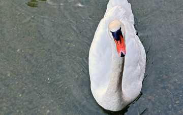 Bei einem verendeten Hckerschwan in Unteruhldingen im Bodenseekreis sind Erreger der Vogelgrippe festgestellt worden.