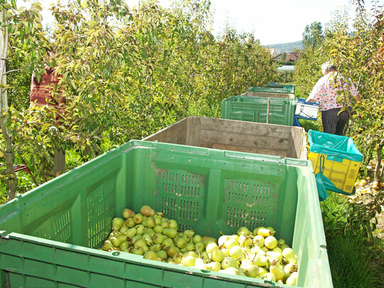 Saisonarbeitskrfte im Obstbau.