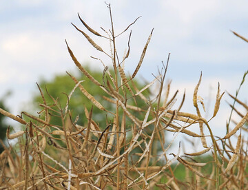 Raps hlt weiterhin stabile Anteile unter den landwirtschaftlichen Kulturen in Deutschland.