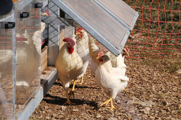 Im Landkreis Heilbronn gilt seit Mittwoch, 12. November 2025 eine Stallpflicht fr Nutzgeflgel. Damit reagiert das Landratsamt auf Geflgelpest-Ausbrche bei Wildvgeln.