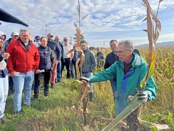 Michael Lenz vom Pflanzenschutzdienst Hessen geht davon aus, dass die Schilfglasflügelzikade auch Mais mit Bakterienkrankheiten infizieren kann. Trotzdem reduziert der Maisanbau die Population dieser Zikade.