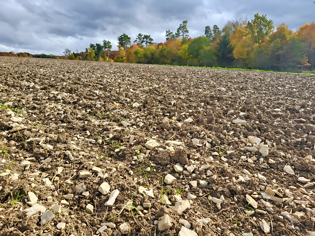 Rendzina unter Ackernutzung bei Hayingen im Kreis Reutlingen.