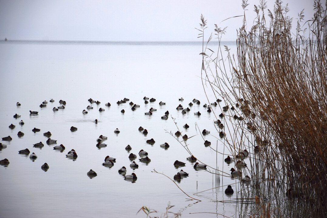 Bei mehreren Wildvögeln entlang des Rheins ist der Erreger der Geflügelpest amtlich festgestellt worden. Vorsichtshalber hat das Stuttgarter Agrarministerium (MLR) nun ein Aufstallgebot für Nutzgeflügel in dieser Region erlassen.