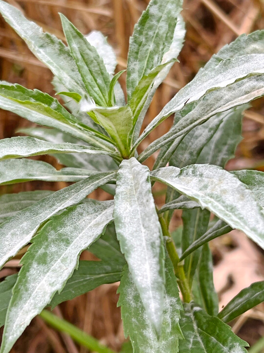 Die in Europa nichtheimische Kanadische Goldrut, befallen von dem hier weitverbreiteten und heimischen phytoparasitischen Kleinpilz Podosphaera erigerontis-canadensis, der zu den Echten Mehltauen gehört und ein breites Wirtsspektrum hat.