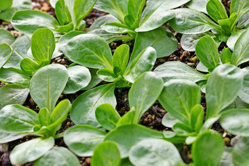 Feldsalat aus Deutschland hat noch bis Dezember Hauptsaison.