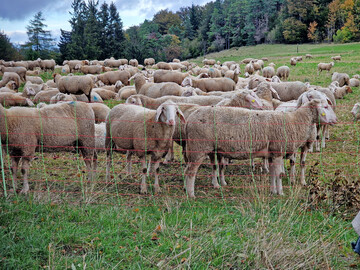 Neue Forschungserkenntnisse zur Schafbeweidung von Grnland mit Jakobs-Greiskraut lernten die Teilnehmer des zweiten Schaftags BW kennen.