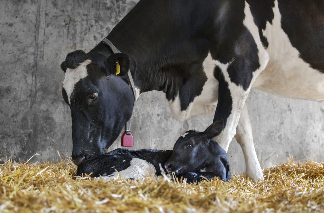Nur wenn neugeborene Klber ausreichend mit Kolostrum versorgt werden, starten sie gesund ins Leben.