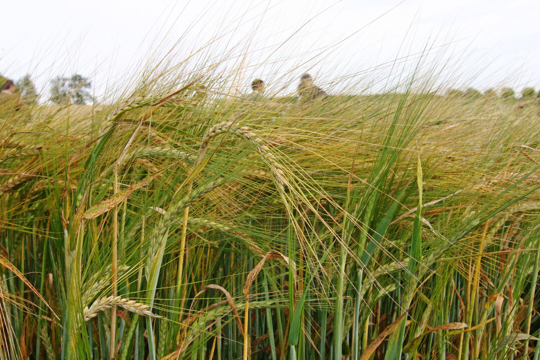 Die Wetterschwankungen 2025 wirkten sich bei der Braugerste regional unterschiedlich auf Bestandsentwicklung, Kornfüllung und auf die phytosanitäre Gesundheit der Ernteware aus.