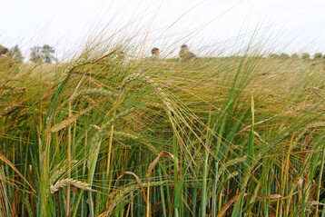 Die Wetterschwankungen 2025 wirkten sich bei der Braugerste regional unterschiedlich auf Bestandsentwicklung, Kornfllung und auf die phytosanitre Gesundheit der Ernteware aus. 