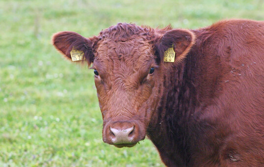 Japan hat seine Importsperre für deutsches Rindfleisch aufgehoben. Mit den USA und Kanada wird noch verhandelt.