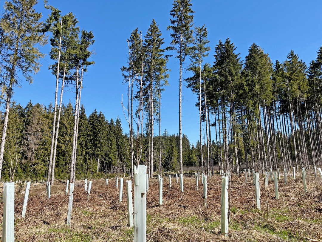 Waldumbau mit Hilfe von Neupflanzungen: Die Ergebnisse des Waldzustandsberichts 2025 zeigen insgesamt eine leichte Entspannung der Waldgesundheit. Für die Fichte konnte nach mehreren Jahren der Stagnation wieder eine positive Entwicklung verzeichnet werden. Der Kronenzustand hat sich um 2,3 Prozent auf 26,9 Prozent verbessert.