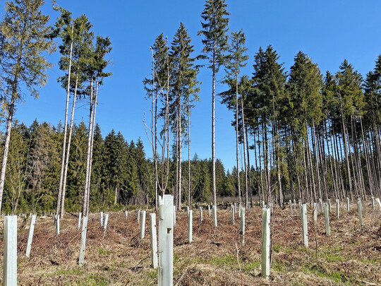 Waldumbau mit Hilfe von Neupflanzungen: Die Ergebnisse des Waldzustandsberichts 2025 zeigen insgesamt eine leichte Entspannung der Waldgesundheit. Für die Fichte konnte nach mehreren Jahren der Stagnation wieder eine positive Entwicklung verzeichnet werden. Der Kronenzustand hat sich um 2,3 Prozent auf 26,9 Prozent verbessert.
