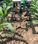 Hacken im Mais auf dem Betrieb Escher.