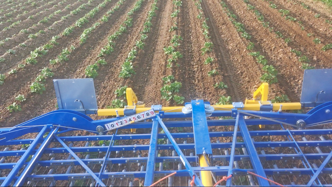 Striegeln in Kartoffeln auf dem Betrieb Escher in Waiblingen-Hegnach (Rems-Murr-Kreis).