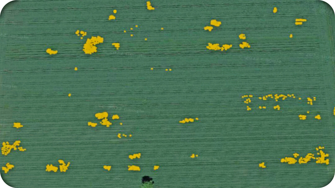 Spot-Spray Map Distel in Zuckerrüben.