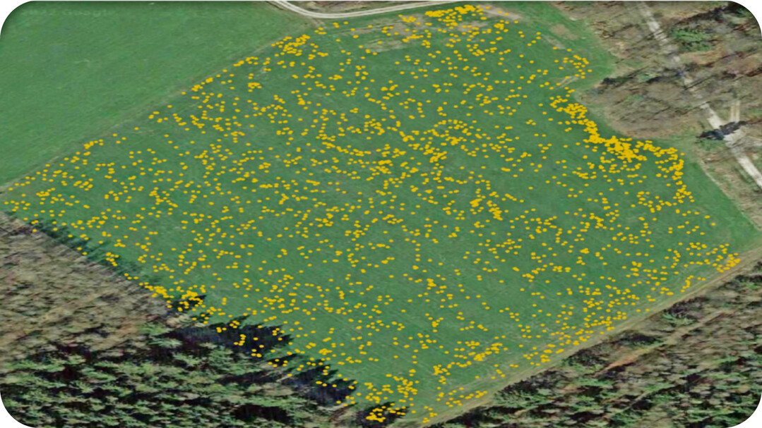 Spot-Spray Map Ampfer in Grünland.
