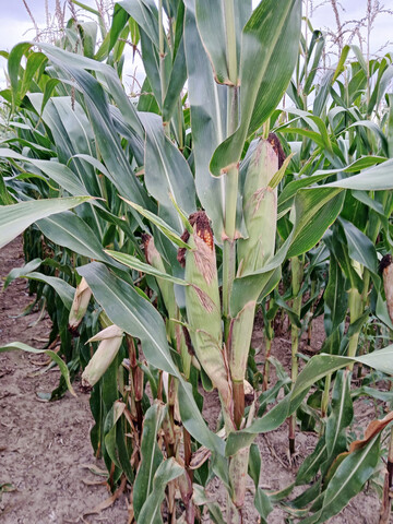 Körnermais in den Landessortenversuchen 2025 im Kraichtal.