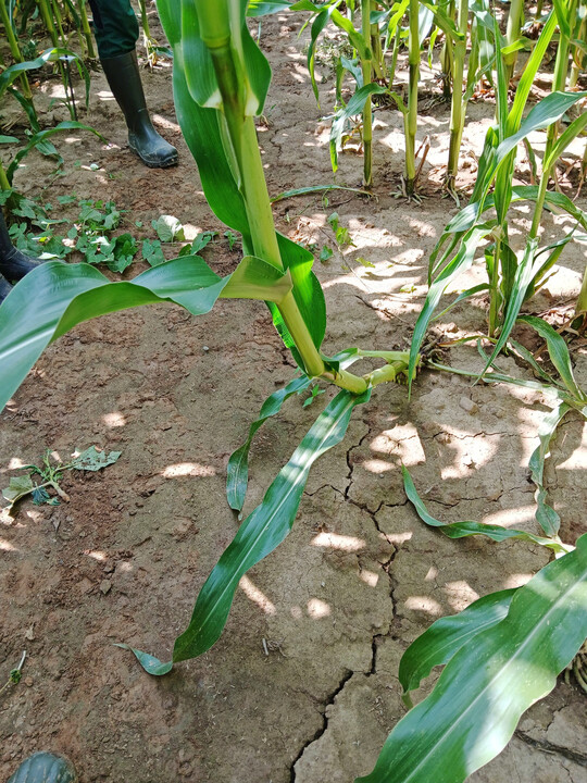 Gnsehals-Symptomatik bei Krnermaispflanzen.