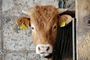 1 Das anhaltende Preishoch fr Mastbullen erffnet Betrieben in Baden-Wrttemberg neue Chancen. Allerdings drften die Anforderungen an die Haltung der Tiere weiter steigen.