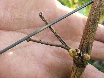 Ein Rhombenspanner tarnt sich als Rebholz.