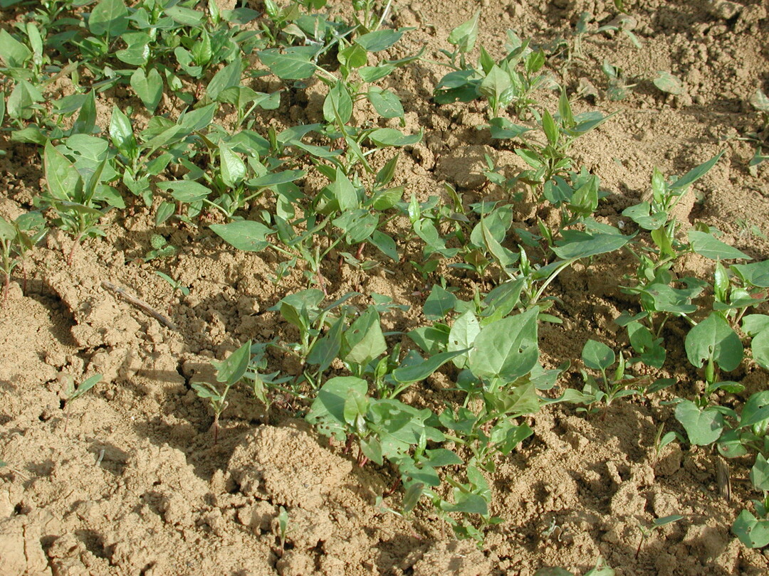 Windenknöterich in kleinen Rüben