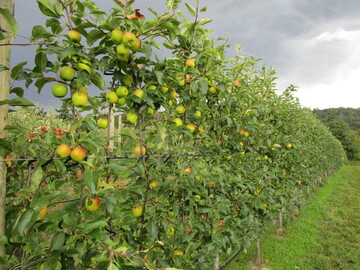 Schmale Obstreihen bilden eine geschlossene Fruchtwand. Die Frchte frben besser aus und reifen einheitlicher.