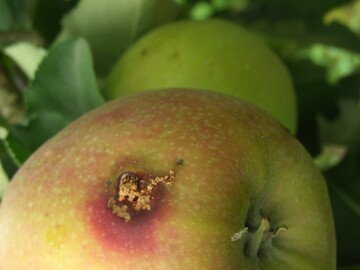 Der Klimawandel beschert dem Apfelwickler deutlich bessere Entwicklungsbedingungen. Durch die hheren Temperaturen im Frhsommer hat sich der Flugzeitraum deutlich verlngert, was seinen Populationsaufbau begnstigt. Befallene Frchte sind nicht vermarktbar.