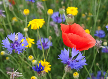 Besondere Umweltaktionen wie Blhstreifen knnen sich fr den Preis bewerben. 