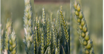 Bei der Ährenbehandlung ist die richtige Düsentechnik ein entscheidender Baustein für den Erfolg.