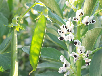Die Leitlinie beschreibt die Umsetzung der acht allgemeinen Grundsätze des Integrierten Pflanzenschutzes gemäß dem in der EU geltenden aktuellen Pflanzenschutzrecht, bezogen auf den Anbau von Ackerbohnen, Körnererbsen, Sojabohnen und Süßlupinenarten.
