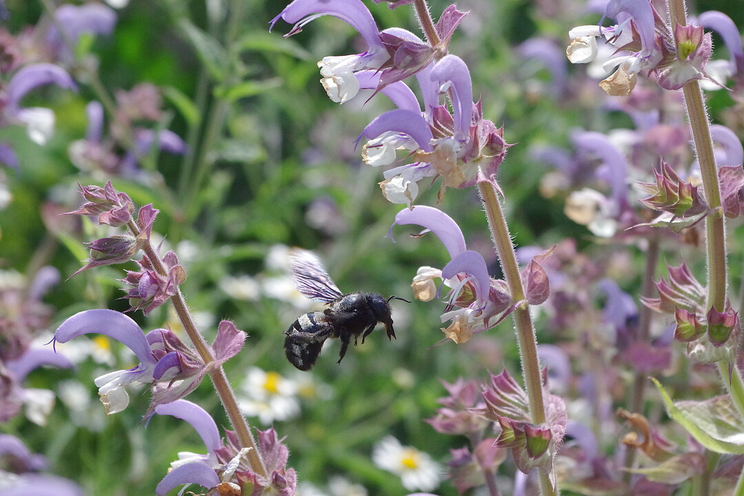 Eine Holzbiene ist ein seltener Anblick - wie lassen sich mehr nützliche Insekten auf den Hof locken?