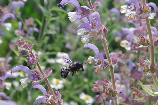Eine Holzbiene ist ein seltener Anblick - wie lassen sich mehr ntzliche Insekten auf den Hof locken?