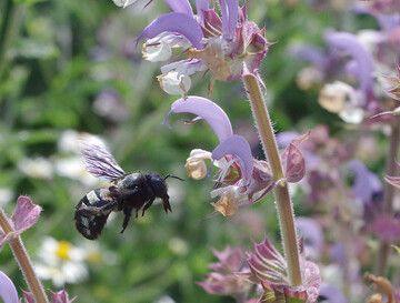 Eine Holzbiene bliegt Blumen auf einem Blhstreifen an.