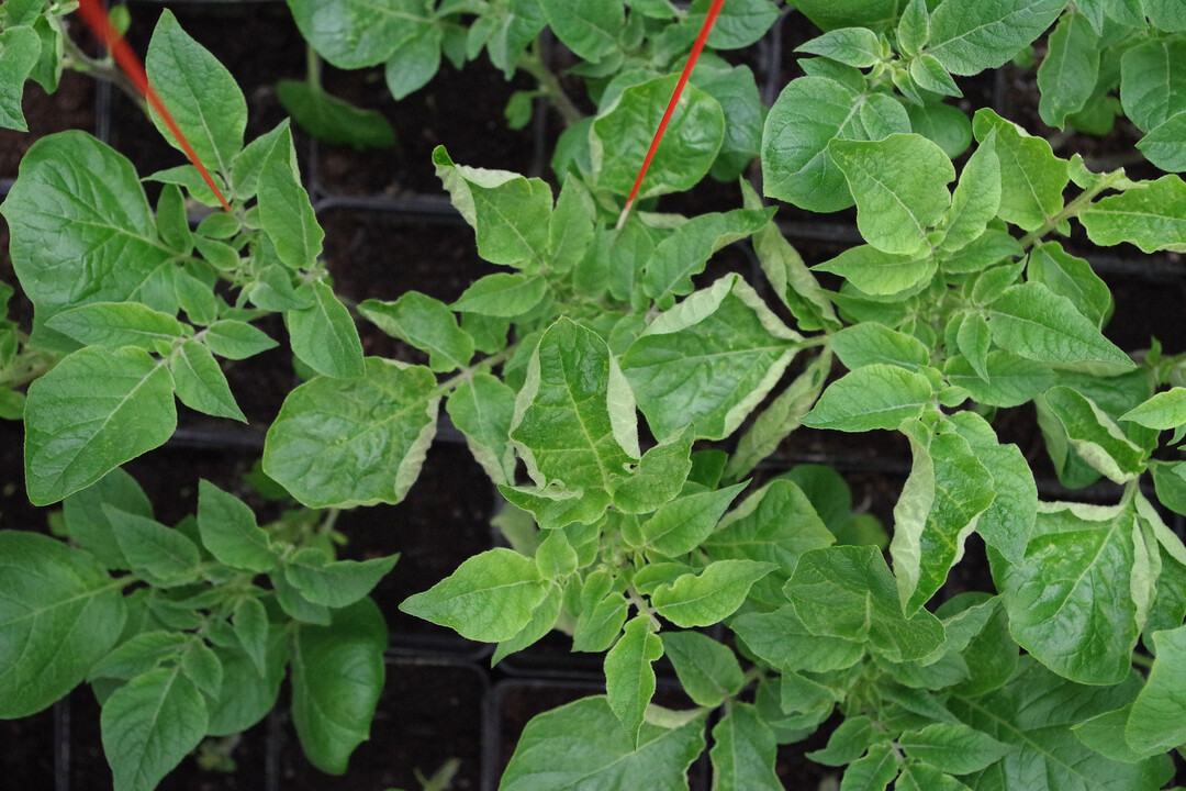 Mit molekularen Markern lässt sich schon bei kleinen Pflanzen erkennen, ob sie ein Resistenzgen gegen Krautfäule tragen. So muss man nicht jede Pflanze aufziehen und infizieren, um herauszufinden, ob das Resistenzgen vorhanden ist.