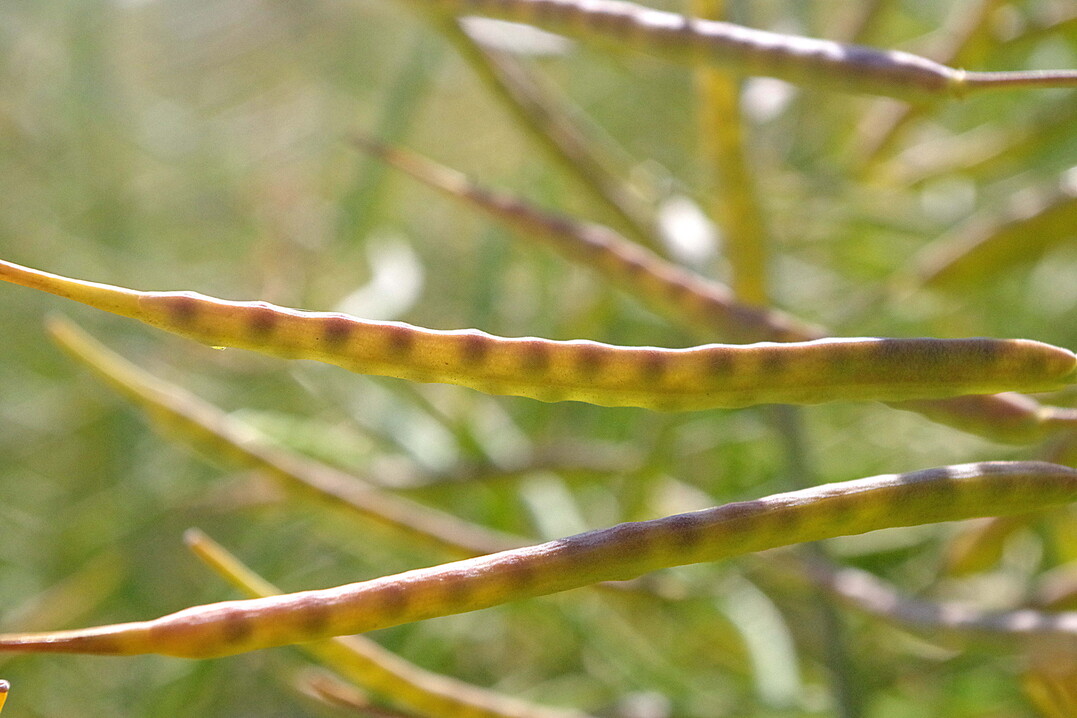 Schon vor der Ernte drehen sich die Gedanken wieder um die Aussaat. Hier lesen Sie, welche Rapsbeizen verfgbar sind.