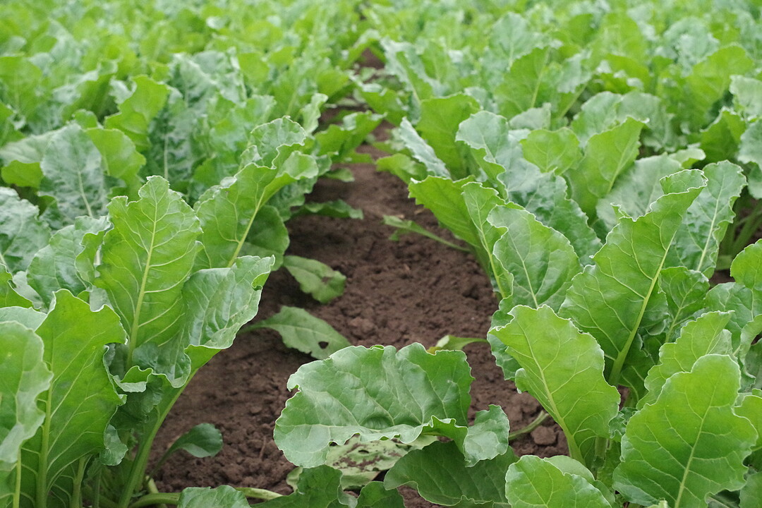 Rübenblätter gilt es gegen Cercospora-Blattflecken zu schützen.